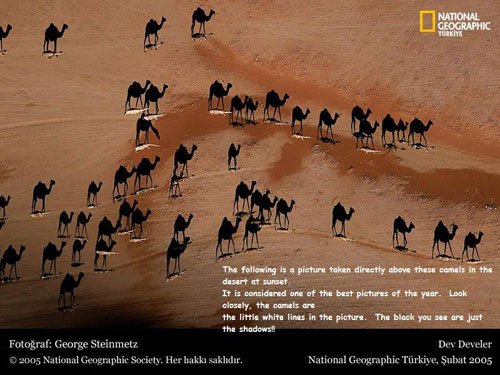 kameler.jpg