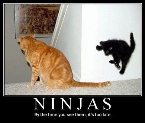 ninjas